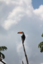 Wildlife at Iguazu