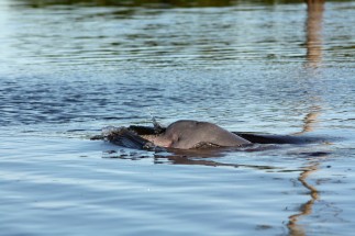 Pink River Dolphin