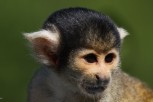 Squirel Monkey